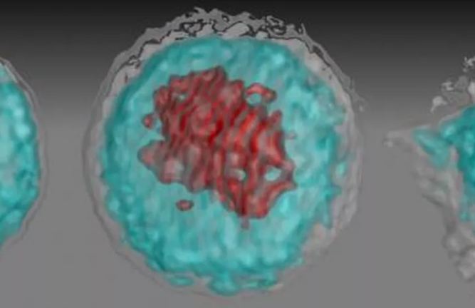 Zika age como HIV e 'derruba' sistema imune de gestantes, diz estudo